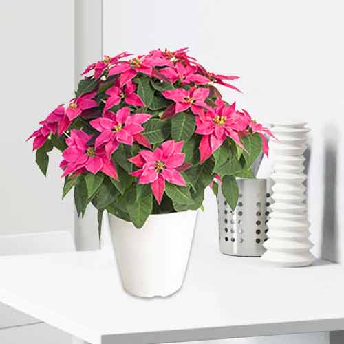 Pink Poinsettia-Send Pink Poinsettia Plants To Japan