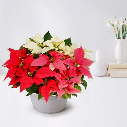 - Poinsettia Order Online Japan