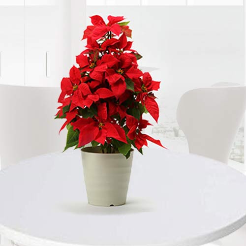 - Red Poinsettia Arrangement Delivery Japan