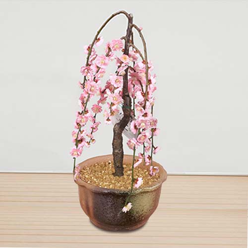 Weeping Plum Tree-Christmas Tree Flower Arrangement