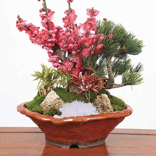 - Send Christmas Plant Arrangements