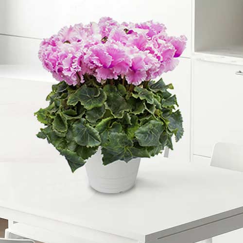 Cyclamen Arrangement-Christmas Floral Arrangements Delivered