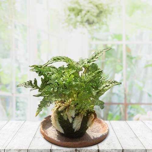 Enchanting Fern Plant-Best Plant For Housewarming Gift