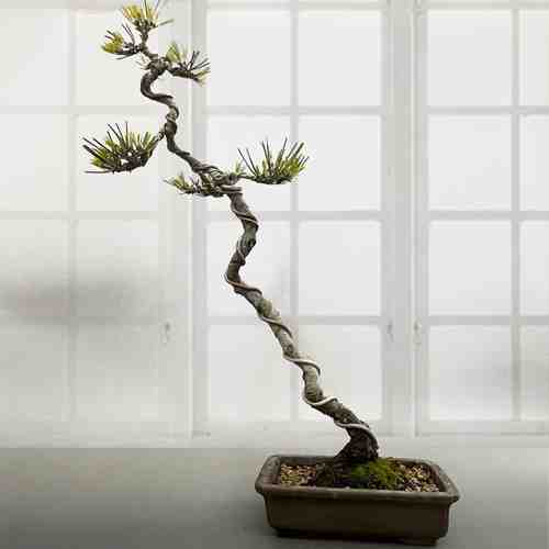 Bunjin Style Bonsai-Mail A Tree Gift