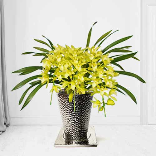 Arch Cymbidium-Christmas Potted Plants Chiba