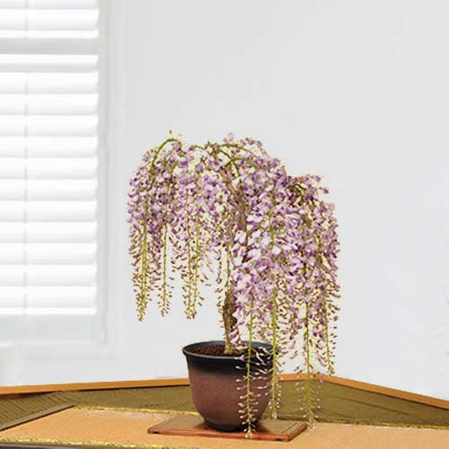 - Buy Flowering Tree  Online In Japan