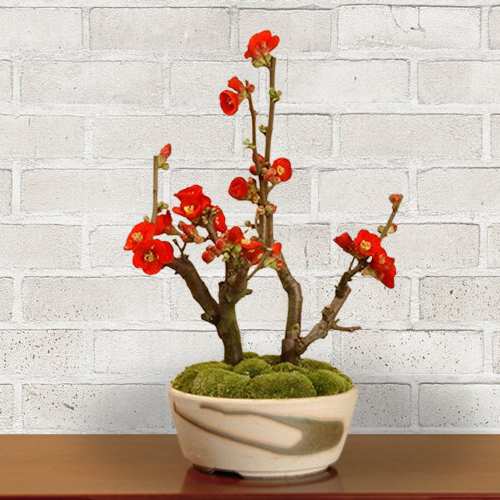 - Indoor Plants For White Day