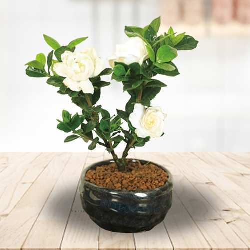 - Potted Plants Gifts Online