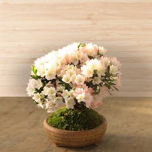 - Women's Day Online Plant Delivery