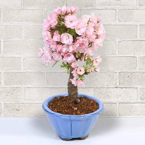 - Cherry Blossom Plant Delivery