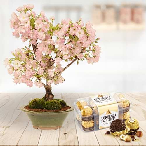 - Cherry Blossom Plant And Ferrero Rocher Chocolate Delivery