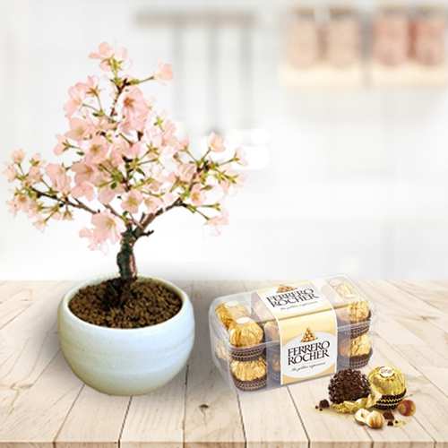 - Cherry Blossom Bonsai And Chocolate Delivery