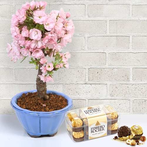 - Buy Ferrero Rocher And Sakura Bonsai Online