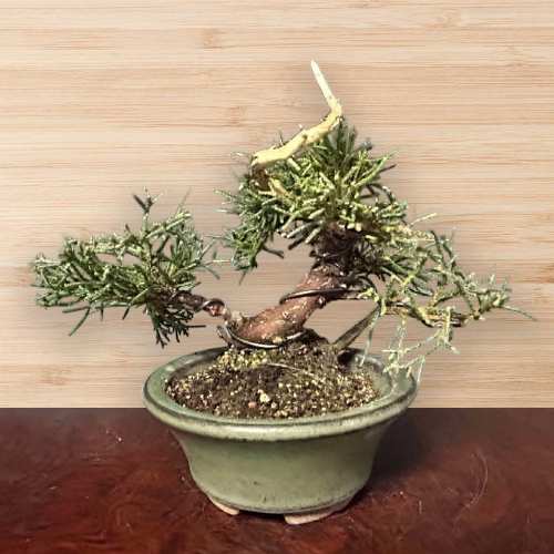 - Juniper Bonsai Tree Delivery