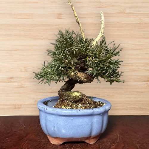 Elegant Juniper Tree