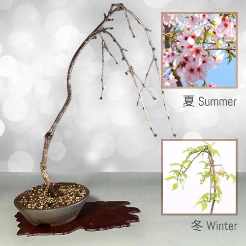 - Shidare Sakura Cherry Bonsai Gift