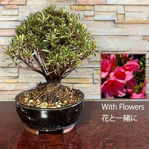 - Saotome Satsuki Azalea Bonsai Delivery