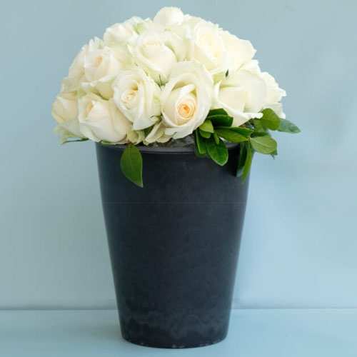 White Rose In A Pot-Happy Anniversary Rose Bouquet