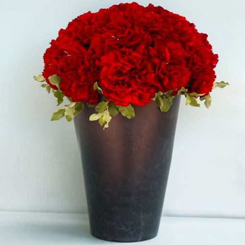 Red Carnation In A Pot-Flowers For Anniversary Wishes