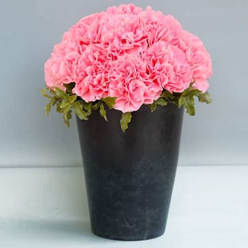 Pink Carnation In A Pot-Flower Arrangement For Mom's Birthday