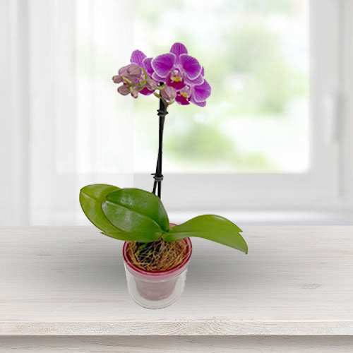 Middy Phalaenopsis-Send Plants For Mom